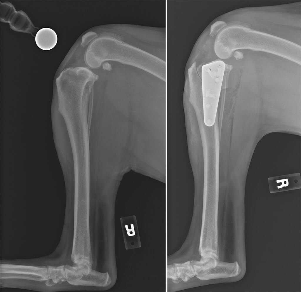 Canine TPLO - Mid-Atlantic Animal Specialty Hospital (MASH) Serving