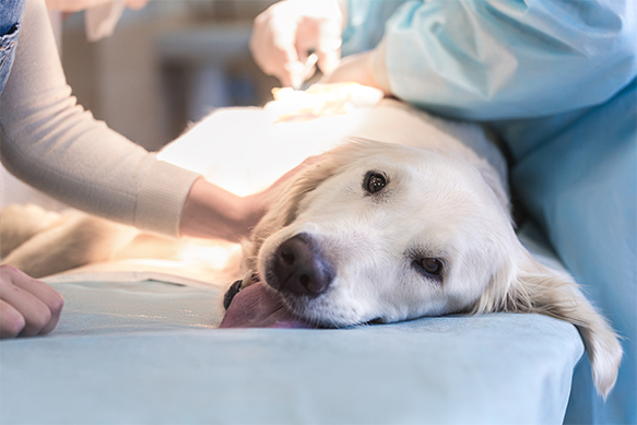 dog in surgery